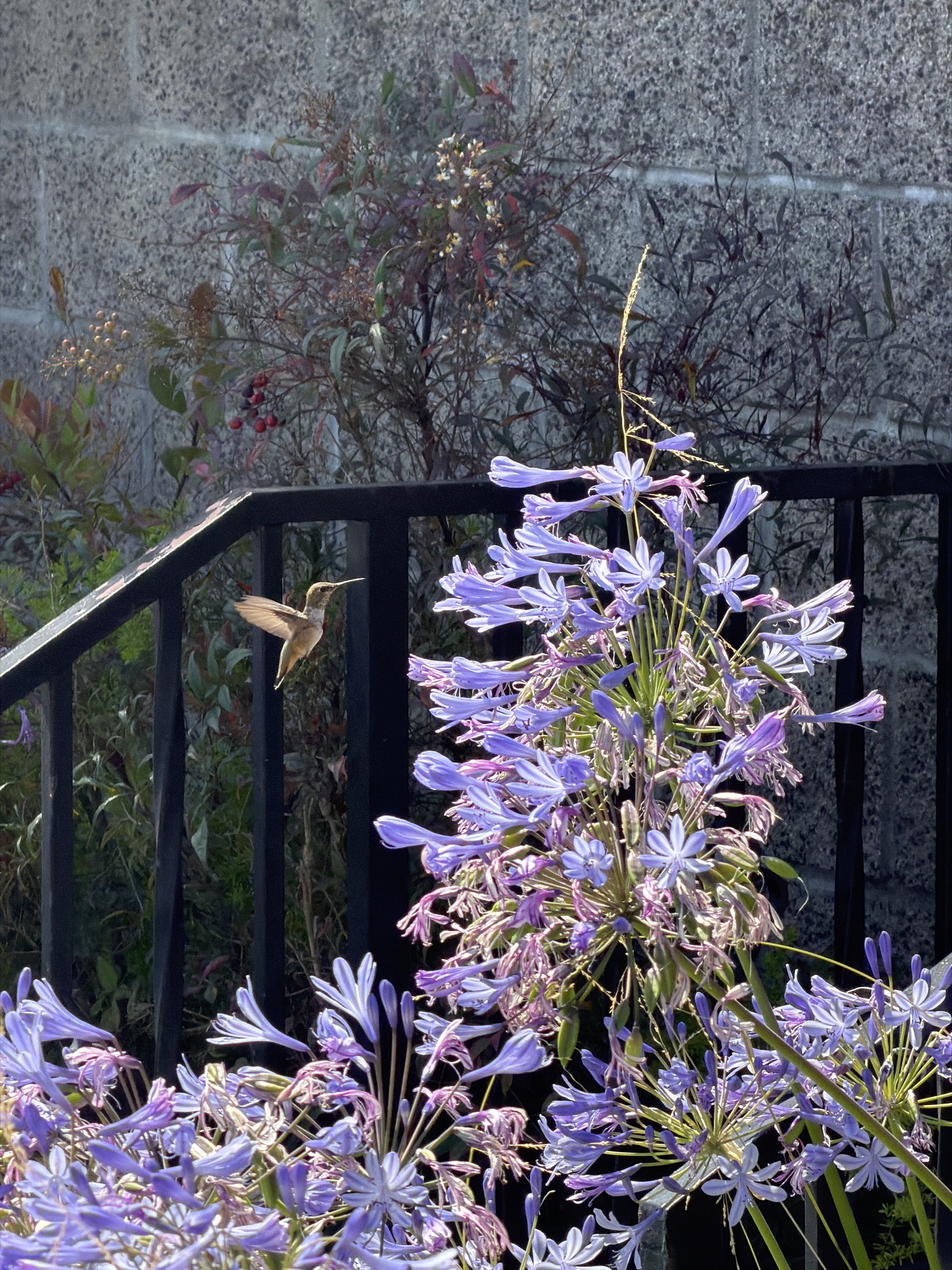 Allen's Hummingbird