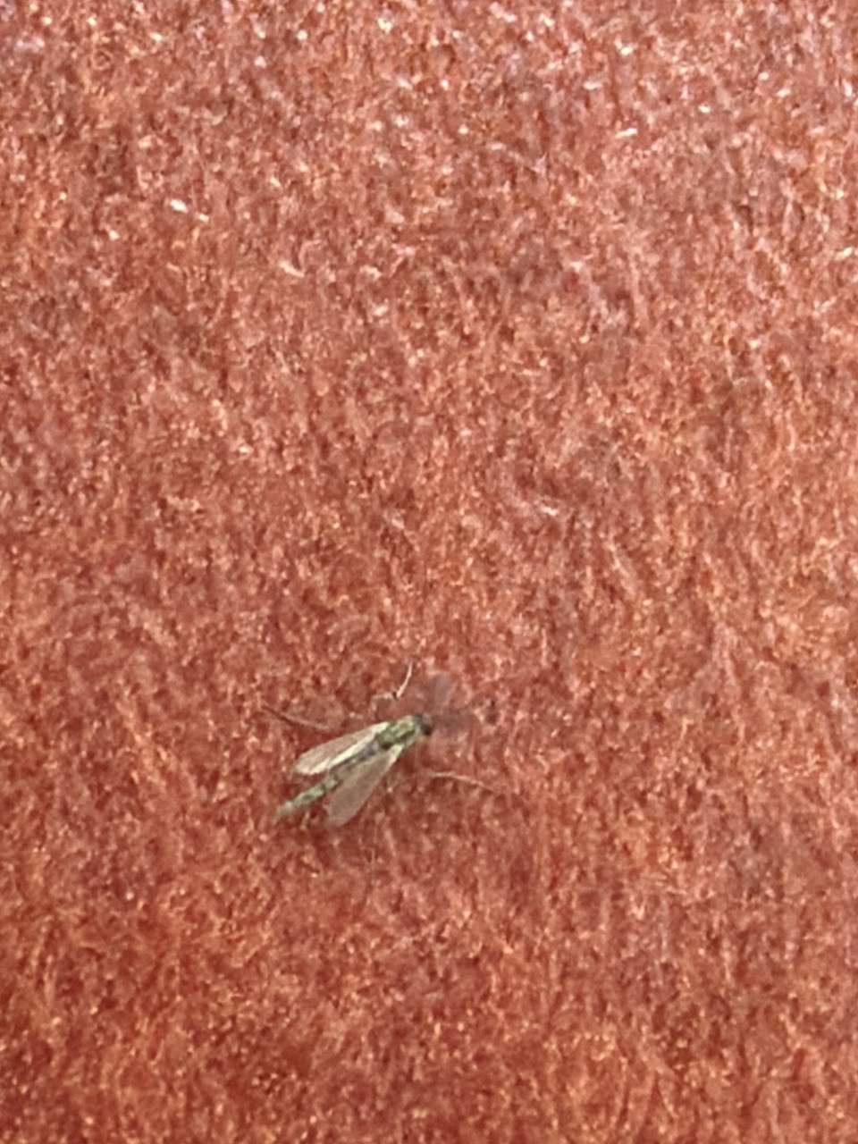 Non-biting Midges