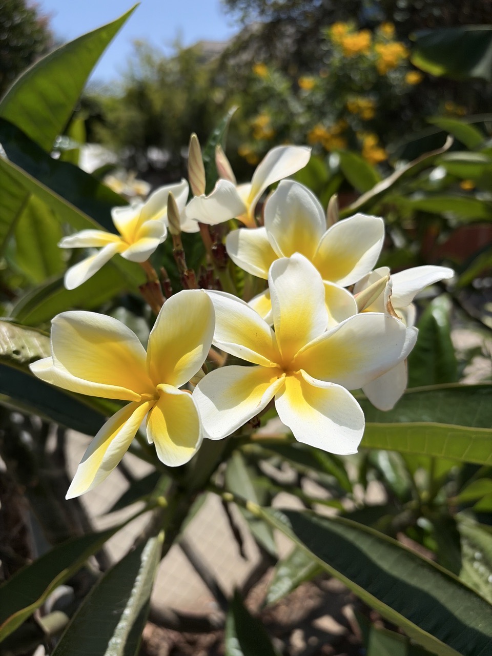 Mexican Plumeria