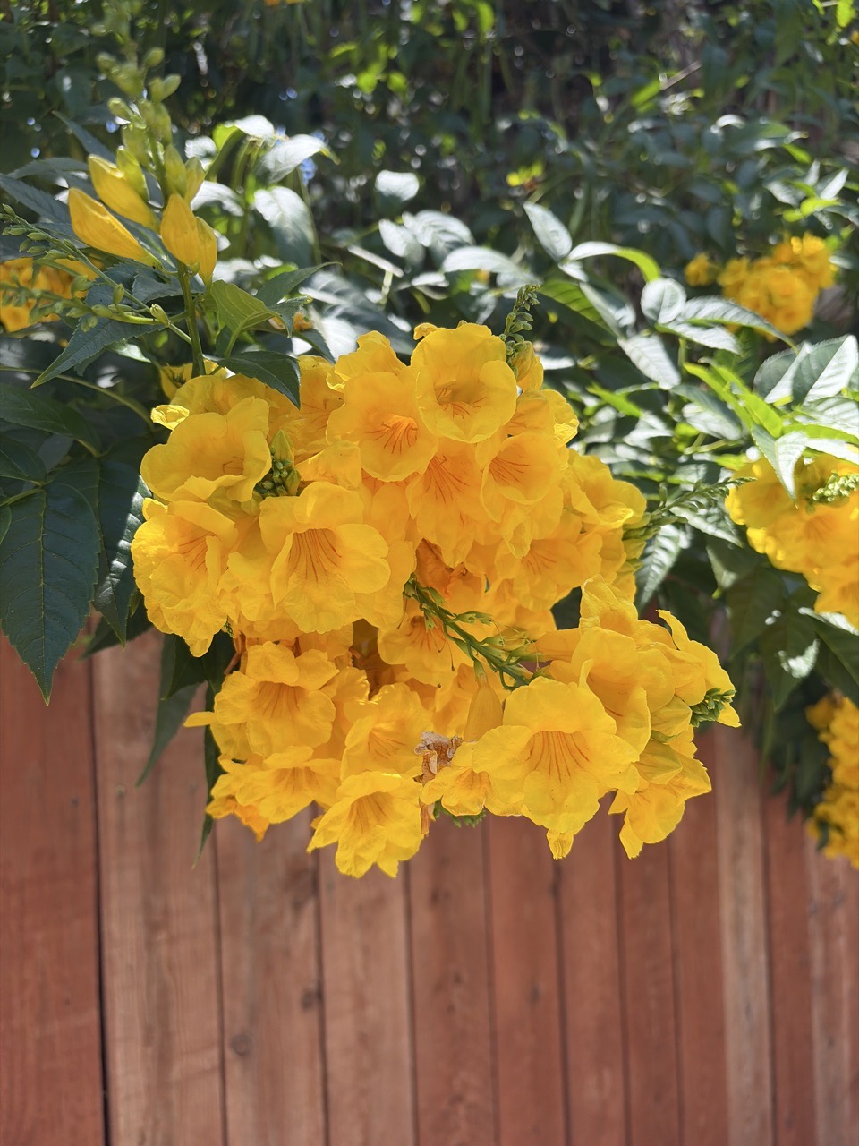 Yellow Trumpet Flower
