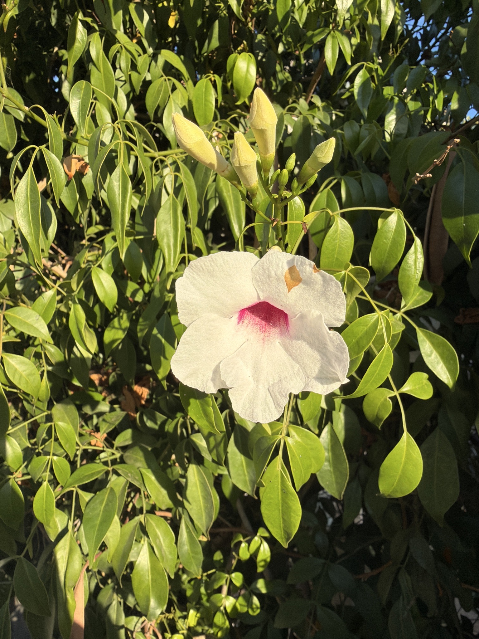 Bower Plant